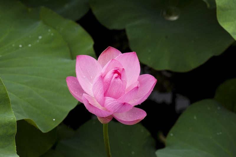 Meditation Image